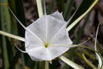 Henry's spiderlilly